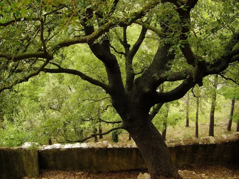 Rutas fotográficas en Castellón: dónde capturar las mejores vistas